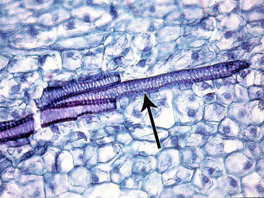 Photo showing a vessel element.