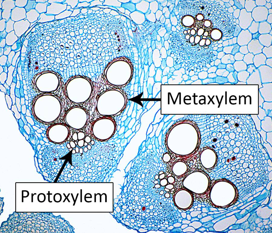 Photo showing the protoxylem and metaxylem of primary xylem.