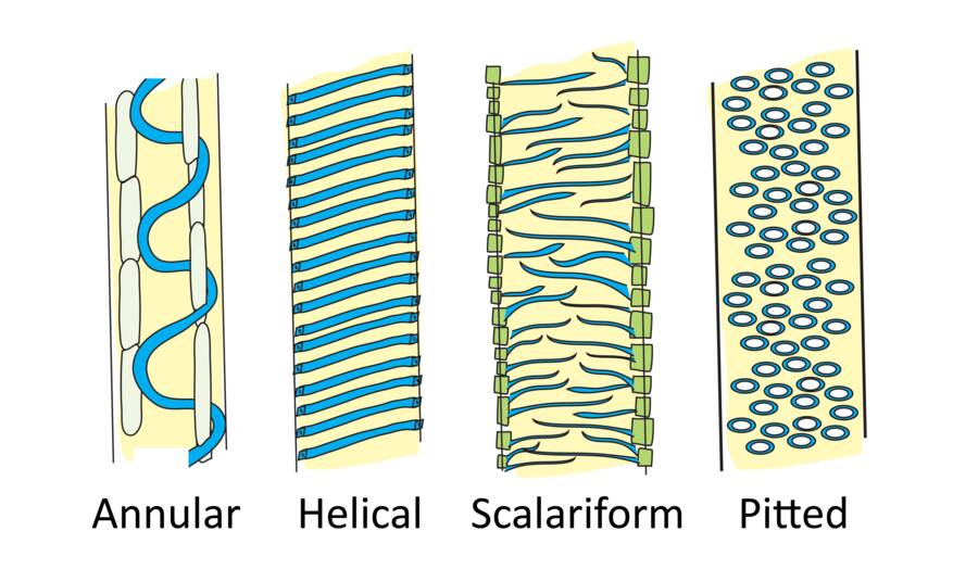 Illustration showing structural appearance of secondary walls; annular, helical, scalariform, and pitted.