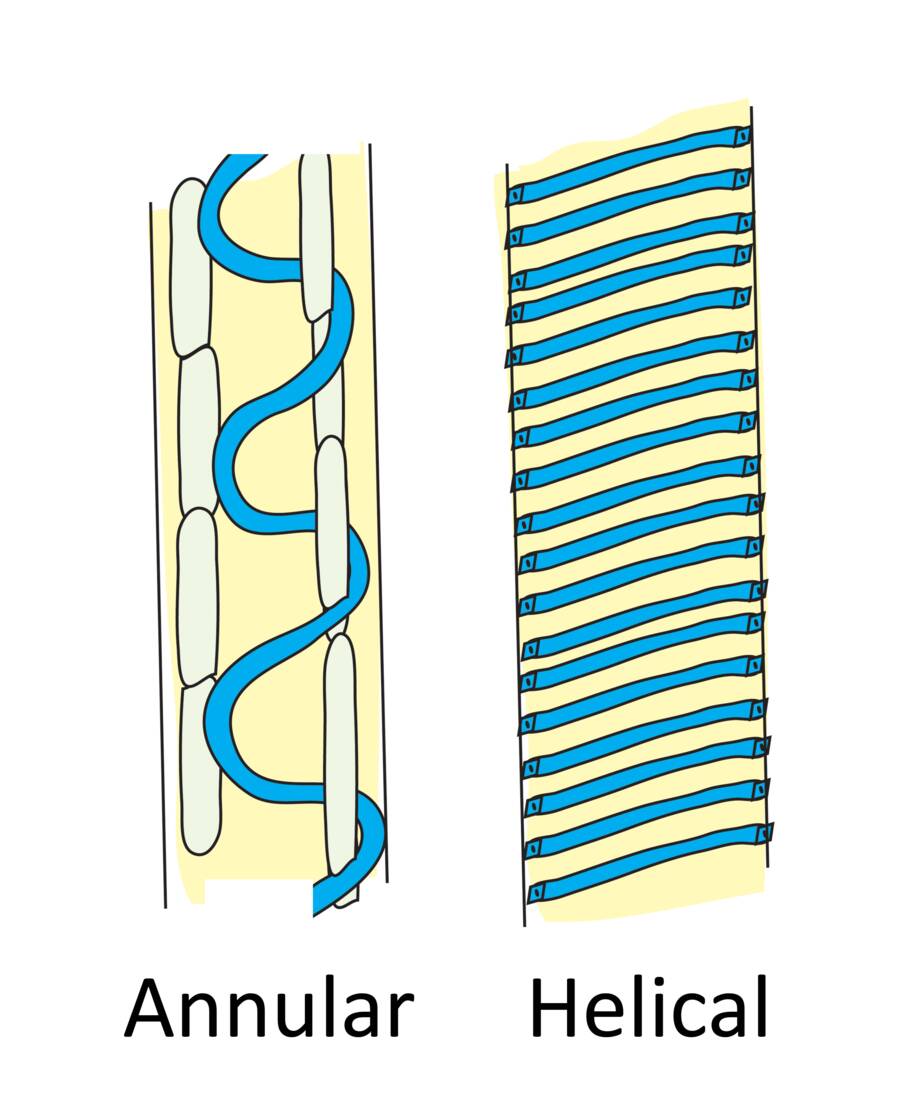 Illustration of protoxylem showing annular and helical secondary wall thickening.