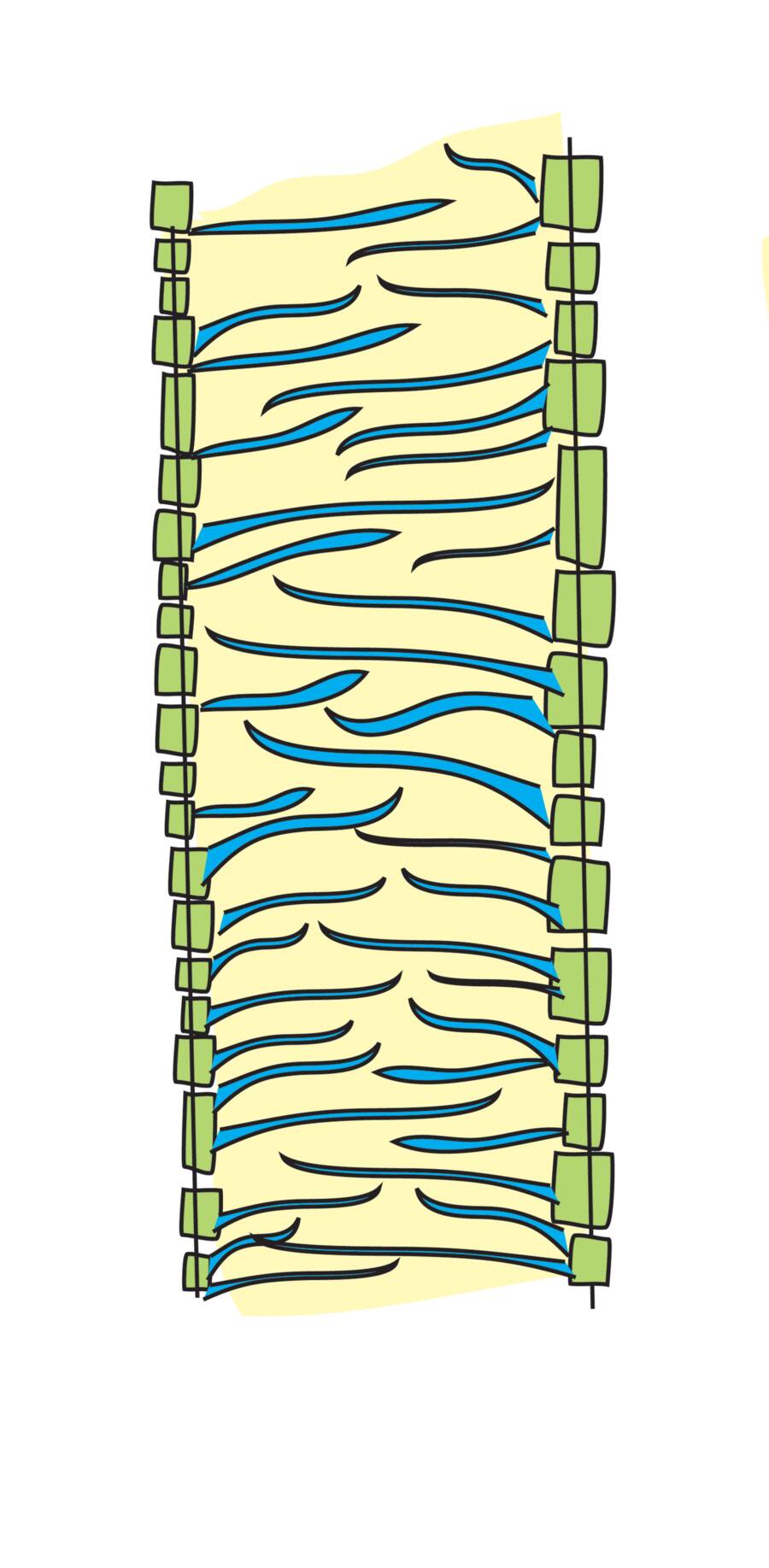 Illustration showing scalariform thickening in final stages of metaxylem formation.