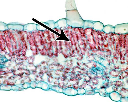 Photo of the palisade layer of a leaf with chloroplast organelles pointed out.