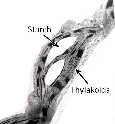 Electron micrograph of a cloroplast pointing out thylakoids and starch.