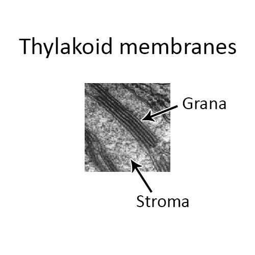 Detail electron micrograph showing thylakoid membranes with grana and stroma pointed out.