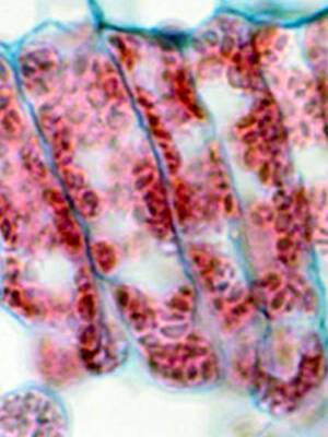 Extreme close up photo of individual chloroplasts.