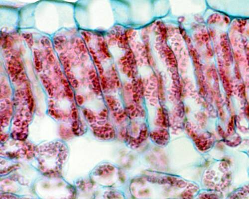 Photo of plant cells showing the small chloroplasts within the larger cells.