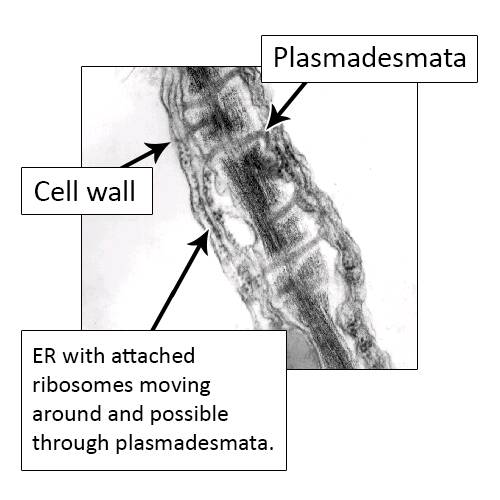 Electron micrograph identifying the cell wall, plasmadesmata, and ER with attached ribosomes moving around and possible through plasmadesmata.