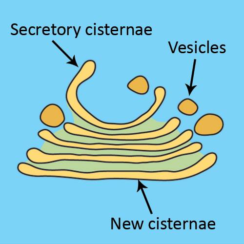 Illustration of a golgi body showing secretory cisternae on one side and new cisternae on the other, with both in conjuction to surrounding vesicles.