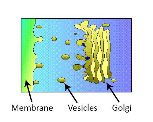 Illustratiion showing golgi, vesicles, and membrane.