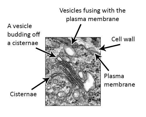 Electron micrograph of same cell as last slide with components identified, a vesicle budding off a cisternae, vesicles fusing with the plasma membrane, cisternae, plasma membrane, and the cell wall.