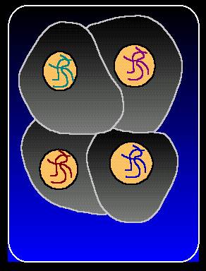 Illustration showing four fully formed haploid cells called a tetrad.