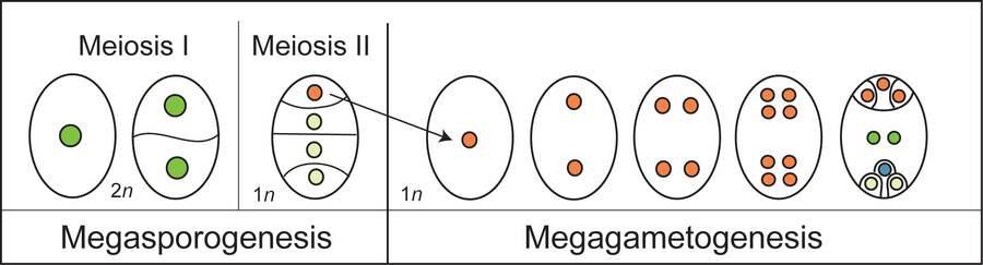 Chart showing Meiosis I and Meiosis II of Megasporogenesis next to five steps of Megagametogenesis.