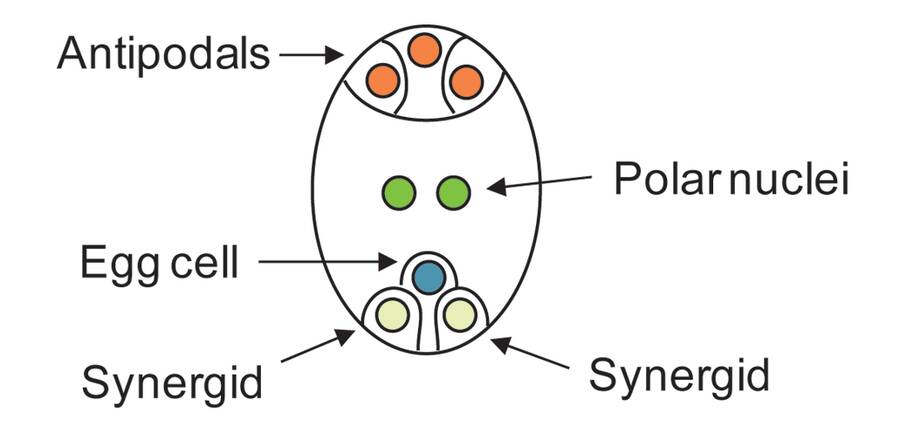 Illustration of an embryo sac with the anipodals, egg cell, synergid, and polar nuclei identified.
