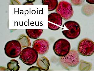 Close up photo of pollen identifying the haploid nucleus.