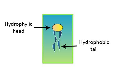 Illustraton of a phospholipid identifying it's hydrophylic head and hydrophobic tail.