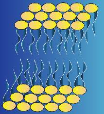 Illustation showing a membrane composed of phospholipids.