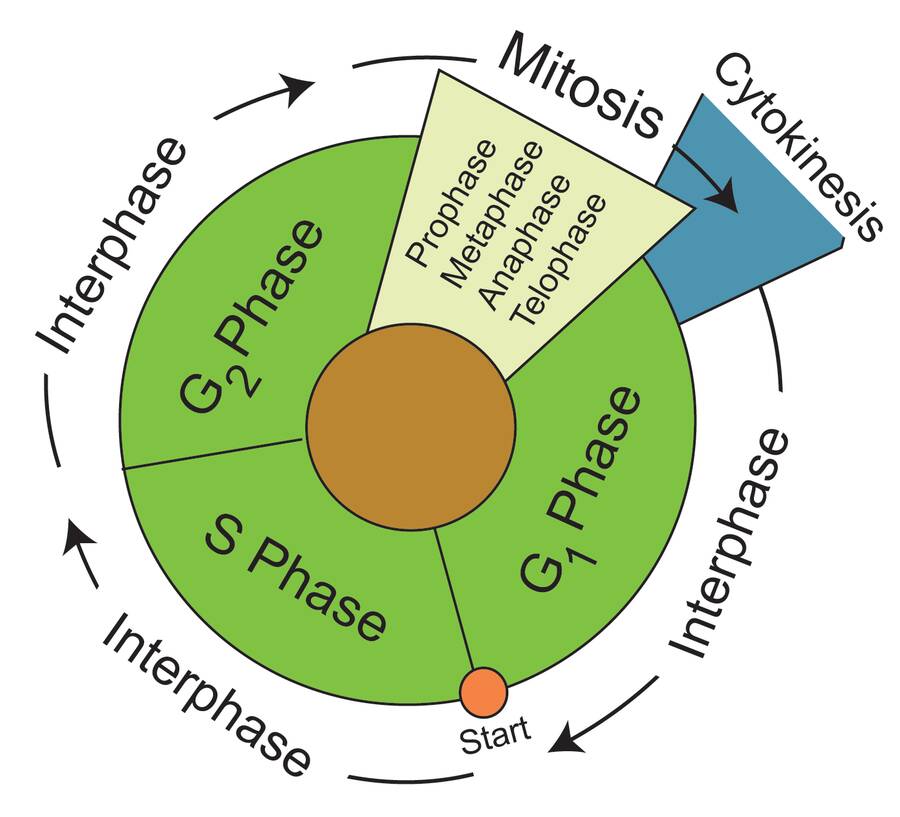 mitosis prophase metaphase anaphase telophase