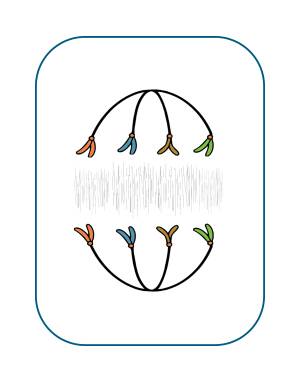 Illustration of plant cell during telophase.