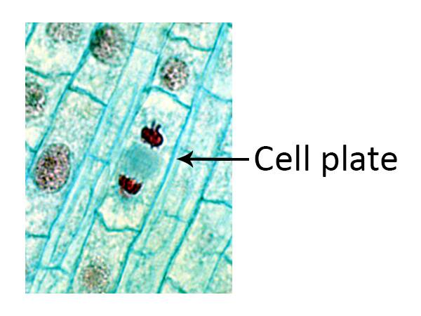 Photo of plant cell during telophase, with cell plate identified.