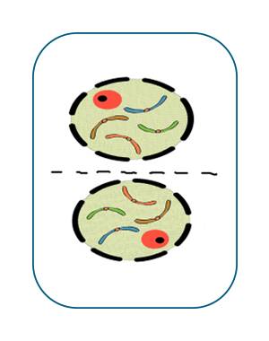 Illustration of plant cell divided into two daughter cells.