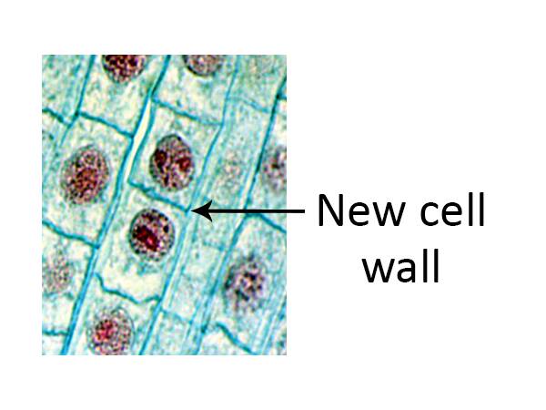 Photo of plant cell which has divided into two daughter cells, with the new cell wall between them identified.