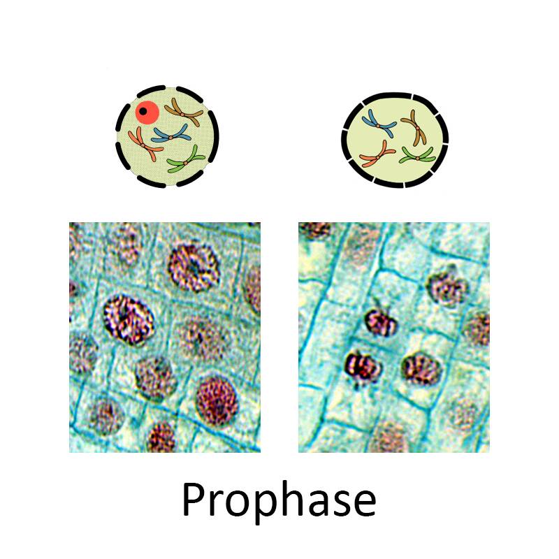 Diagram showing two photos of plant cells during prophase, with accompanying illustrations of the the state of the nucleus in each.