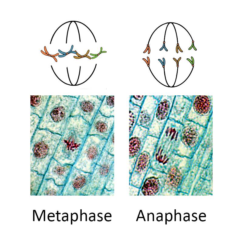Diagram showing two photos of plant cells during metaphase and anaphase, with accompanying illustrations of the the state of the nucleus in each.