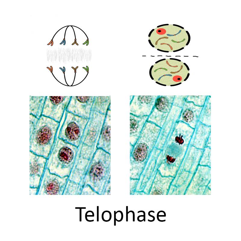 Diagram showing two photos of plant cells during telophase, with accompanying illustrations of the the state of the nucleus in each.