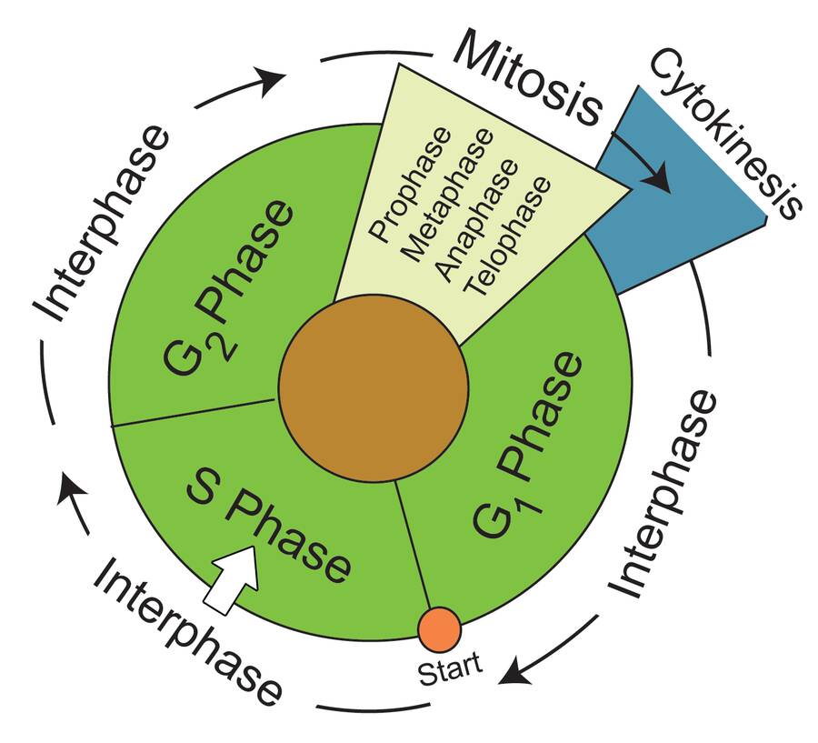 Diagram illustrating the vegetative cell cycle, with the S Phase identified.