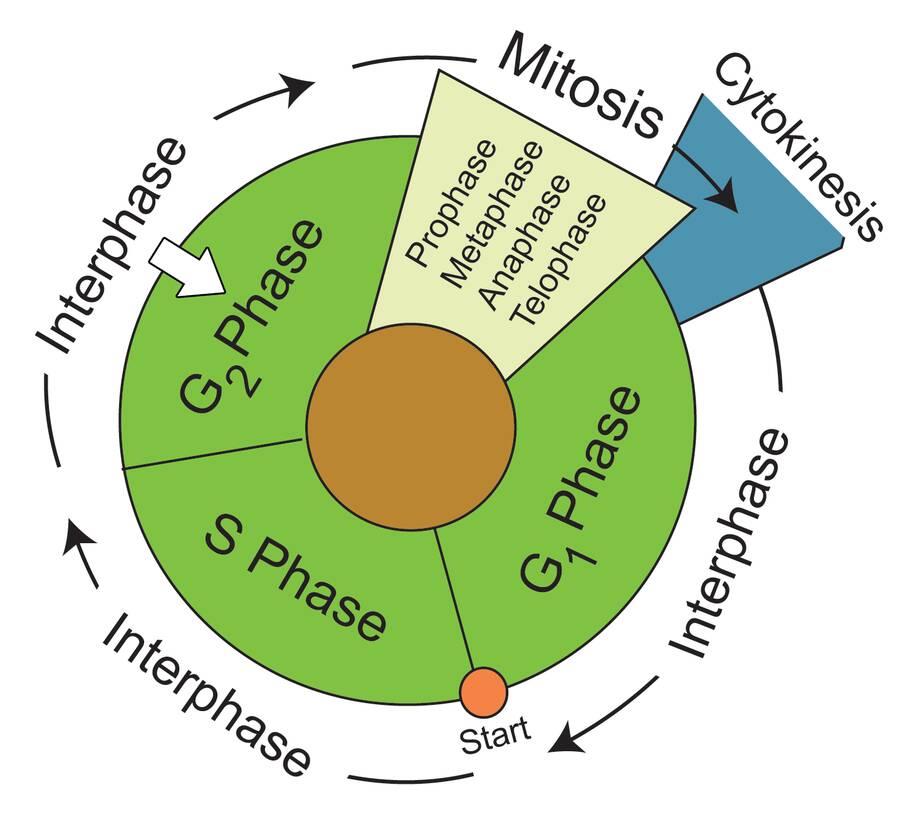Diagram illustrating the vegetative cell cycle, with the G2 phased identified.