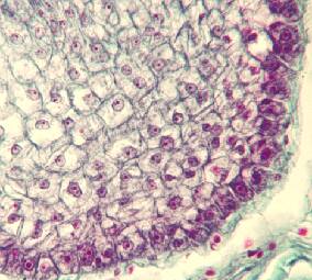 Photo of root meristemic cells.