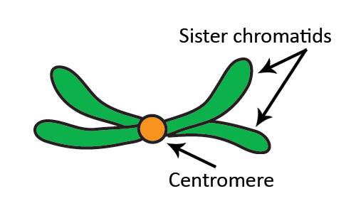 Illustration of sister chromatid pairs held together at the centromere.