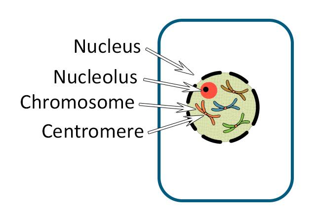 Illustration of a plant cell with the nucleus, nucleolus, chromosome, and centromere identified.
