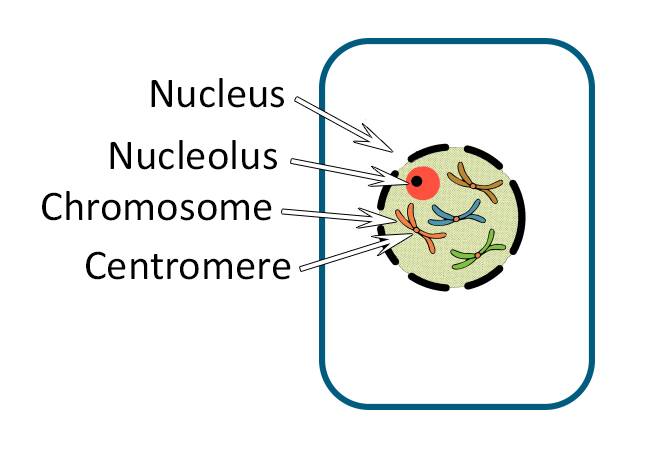 chromosomes in plant cells