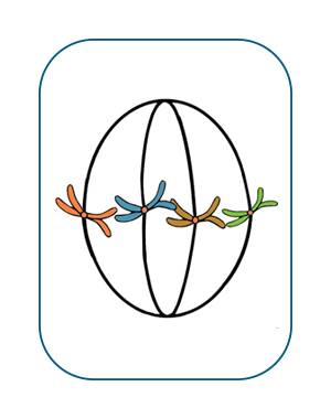 Illustration of a cell during metaphase.