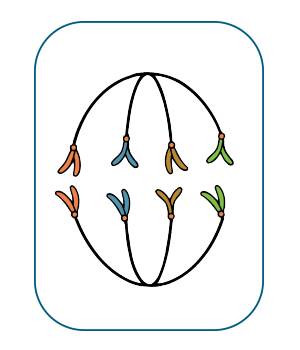 Illustration of plant cell during anaphase.