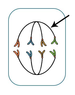 Illustration of a cell during anaphase.