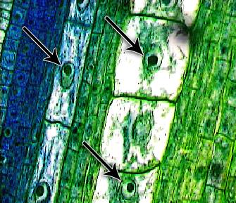 Photo of various cell types from a section of plant stem, with nuclei identified.