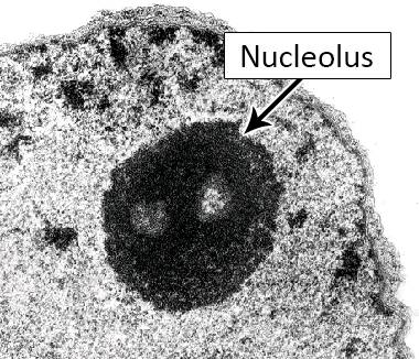 Electronic micrograph showing a closeup view of a nucleolus.