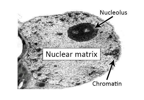 Electronic micrograph of a nuclear matrix with the nucleolus and chromatin identified.