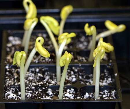 Photo of etiolation in young bean plants.