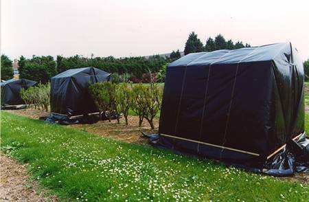 Photo of field with etiolation tents covering lilac plants.