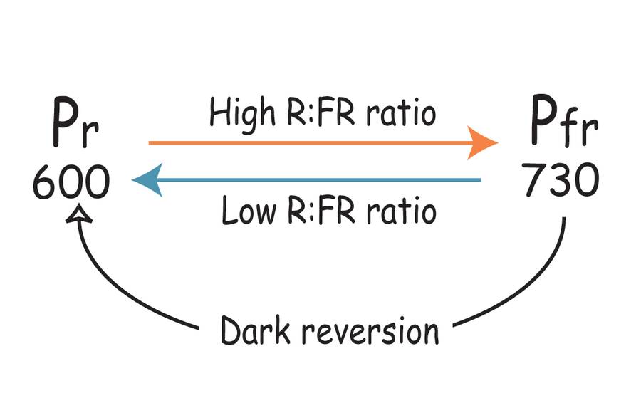 A formula stating the following: The ratio of red to far- red light influences plant growth and flowering.  A high red to far red light ratio  converts Phytochrome  (Pr) to a far-red condition (Pfr).  When a plant is exposed to far-red light in the 730 nm wavelength range or darkness, phytochrome is converted back to the red condition (Pr)