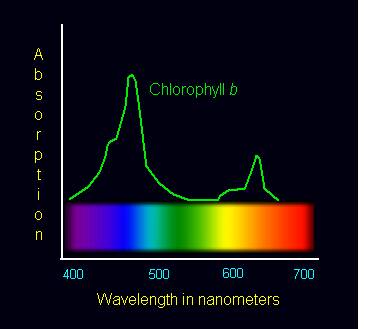 Chart showing light absorption of Chlorophyll b across range of wavelengths with peak between 450 to 500 nanometers.