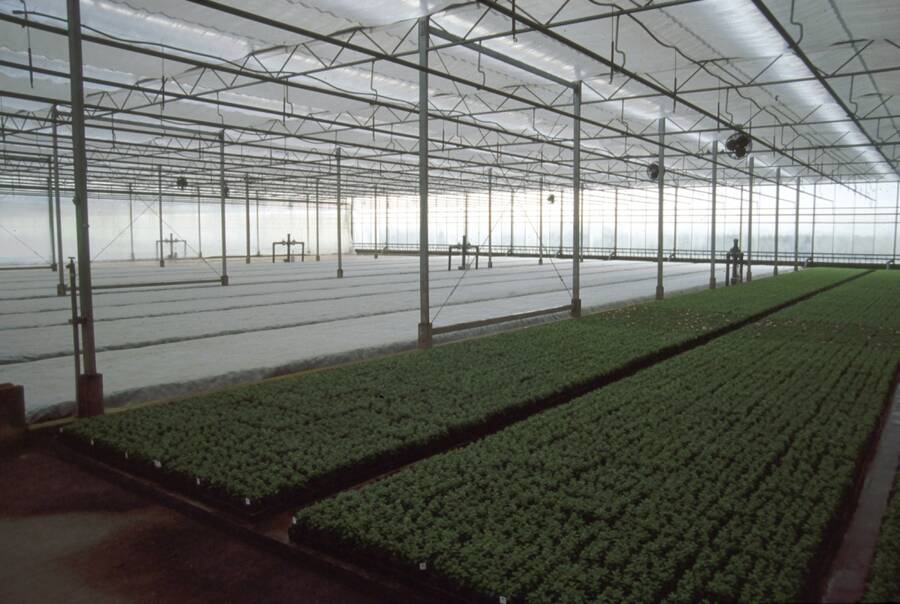 Photo of a covered greenhouse where overhead sunlight is reduced to protect plants.