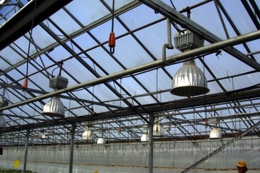 Photo of circular high intensity discharge lamps in a greenhouse.