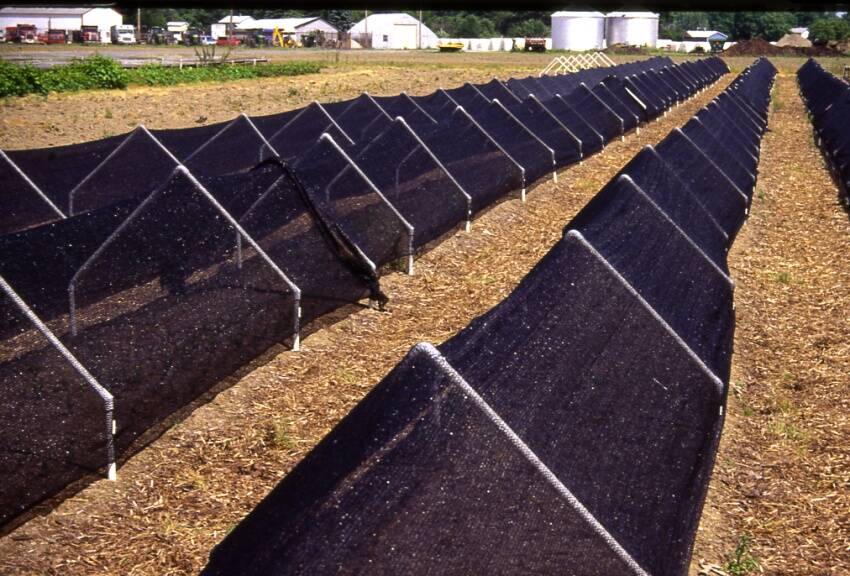 Photo of plastic shade cloth being used in a field.