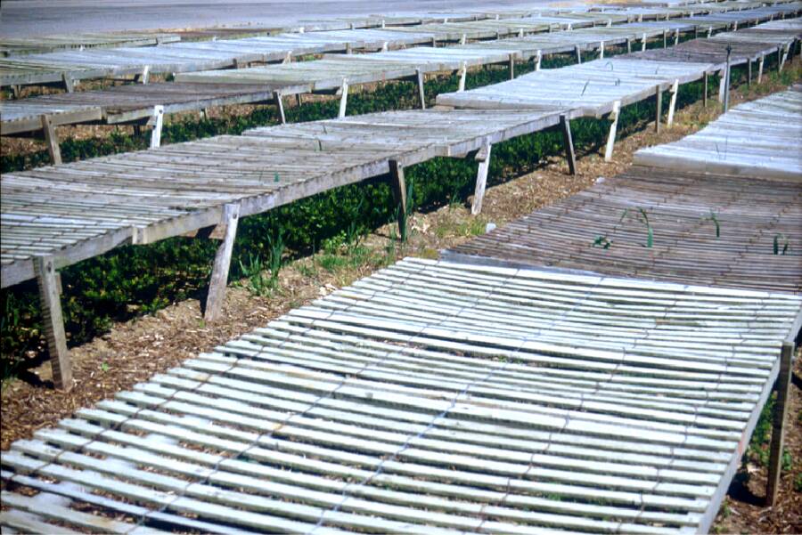 Photo of shade being provided by wooden lath fencing.