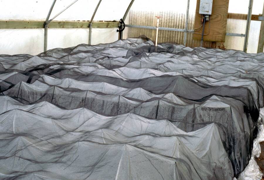 Photo of plants covered with white polypropylene and black shade cloths.