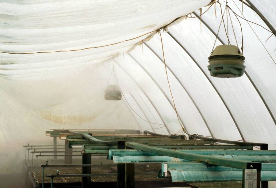 Photo showing a greenhouse with fog inside.